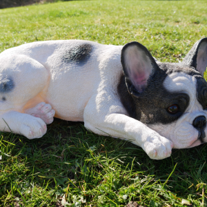 Dog Relaxing