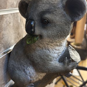 Koala on a Branch