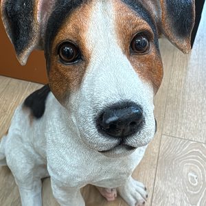 Jack Russel