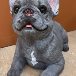 Laying down Frenchie