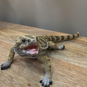 Lizard