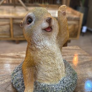 Meerkat