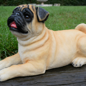 Laying Down Pug